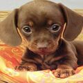 Dachshund Females and Males