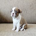 Lovable Boston terrier Puppies available