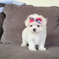Maltese Puppies for sale