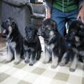 German Shepard puppies available to loving homes