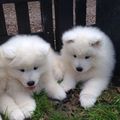 Healthy Registered Samoyed puppies available