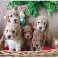 Poodles, adorable babies