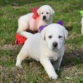 Wonderful Labrador Retrievers puppies available