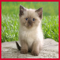 Himalayan Kittens Available