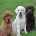 Gorgeous males and females labrador Puppies for sale