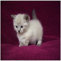 Munchkin Kittens Registered