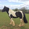 Stunning High Quality Mare Horses For Sale