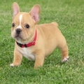 Charming French Bulldog puppies available