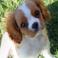 Two Cavalier King Charles Spaniel puppies now available