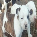 Lovely American Pitbull puppies available