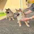 Shiba inu puppies from top parents