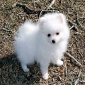 Two lovely pom puppies for new gift