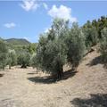 Land 2654 M2 In Sithonia, Chalkidiki (ref. 2387)