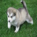 Stunning Alaskan Malamute Pups mnbv