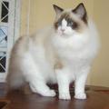 Ragdoll Kittens Male and Females Ready For Homes