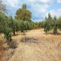 Land 3780 M2 In Sithonia, Chalkidiki (ref. 2361)