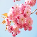 Yoshino Cherry Tree - The Perfect Blend of Beauty and Grace