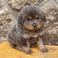 Tibetan Mastiff Puppies for Adoption Ready for a New Adventure