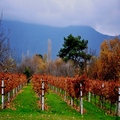 Beautiful Vinyard and olive orchard in havenly surroundıngs