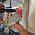Beautiful Galah Cockatoo Parrots For Sale