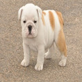 English Bulldog Puppies