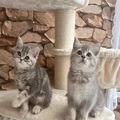 Confident BSH kittens