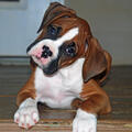 Cute male and female Boxer Puppies for sale