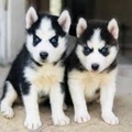 Siberian Husky Puppies
