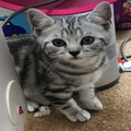 Registered British Shorthair Blue Kittens