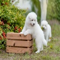 Samoyed Puppies