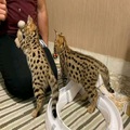 (Ocelots, Caracals and F1 - F3 savannah and Serval)