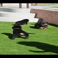Rottweiler Puppies Available for sale