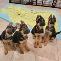 German Shepherd Puppies