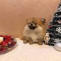 Pomeranian Spitz puppies orange and white