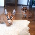 Tamed Exotics cats. (Ocelots, Caracals and F1 - F3 savannah and Serval)