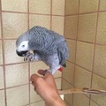 African gray Available