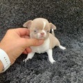 Cute chihuahua puppies for sale