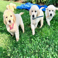Golden Retriever Puppies