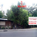 Commercial Lot Along the Road in Gun-ob Lapu-lapu City Clean Tittle