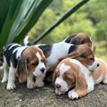Beagle Puppies