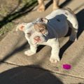 3 cute Old English Bulldog puppies