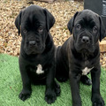 Cane corso Puppies