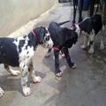 Two Great Danes