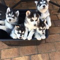 Charming Siberian Husky puppies