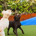 Luxury Dog Resort in Miami make your pup happy