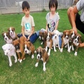 Boxer Puppies