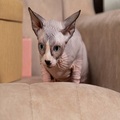 Beautiful Sphynx kittens