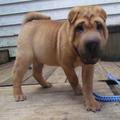 Stunning Akc Registered Shar Pei Puppies