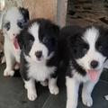 Border collie Puppies