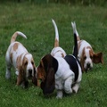 Basset Hound Puppies